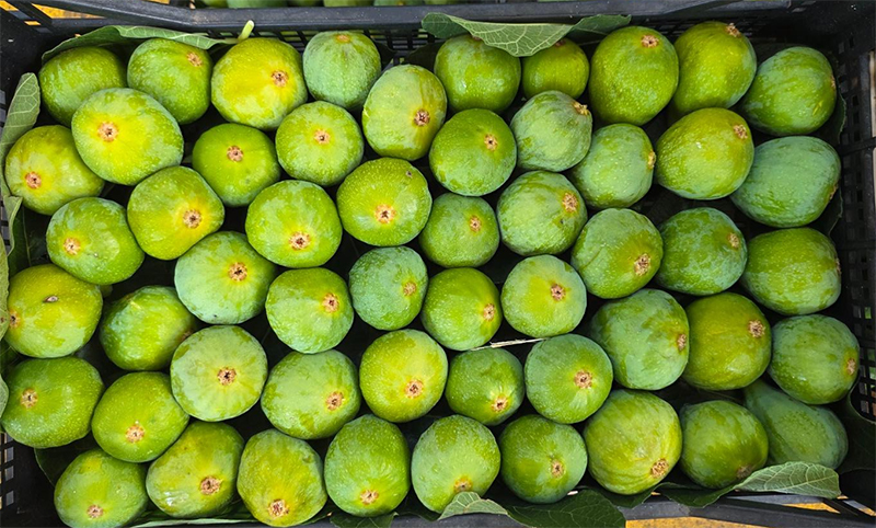 Fichi - Lazio - 4,50/5,00 euro al chilogrammo